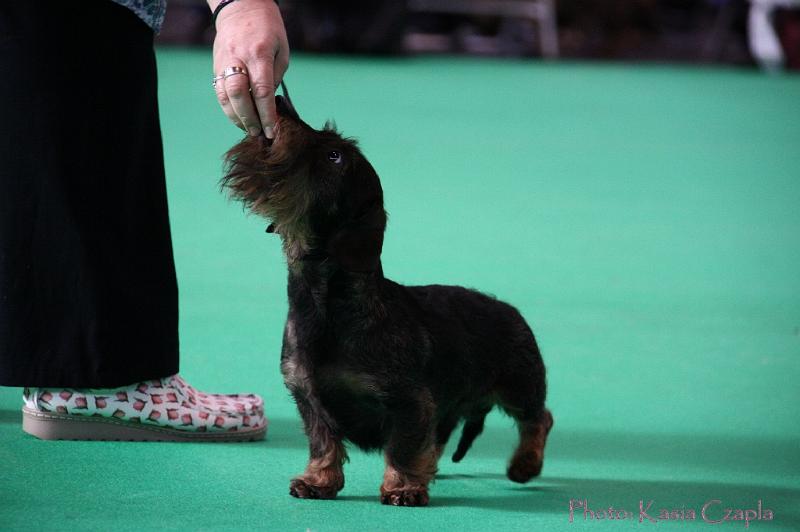 Crufts2011_2 746.jpg